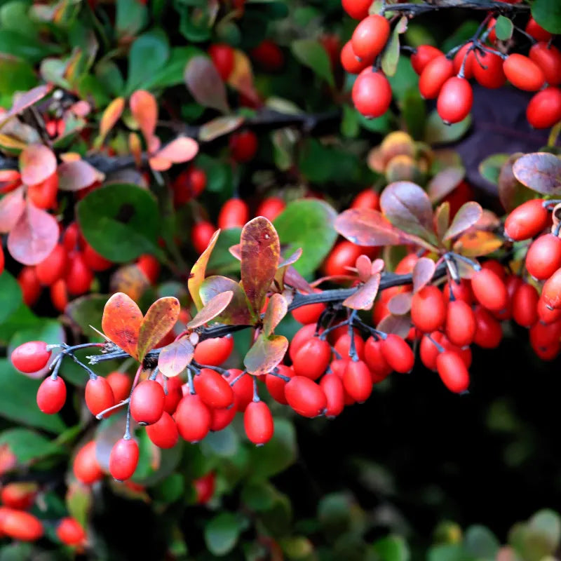 Kadın tuzluğu (Berberis vulgaris) Ekstresi