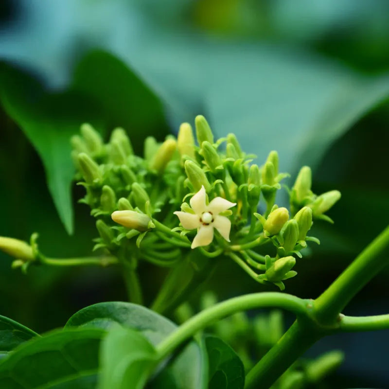 Gymnema sylvestre Ekstresi